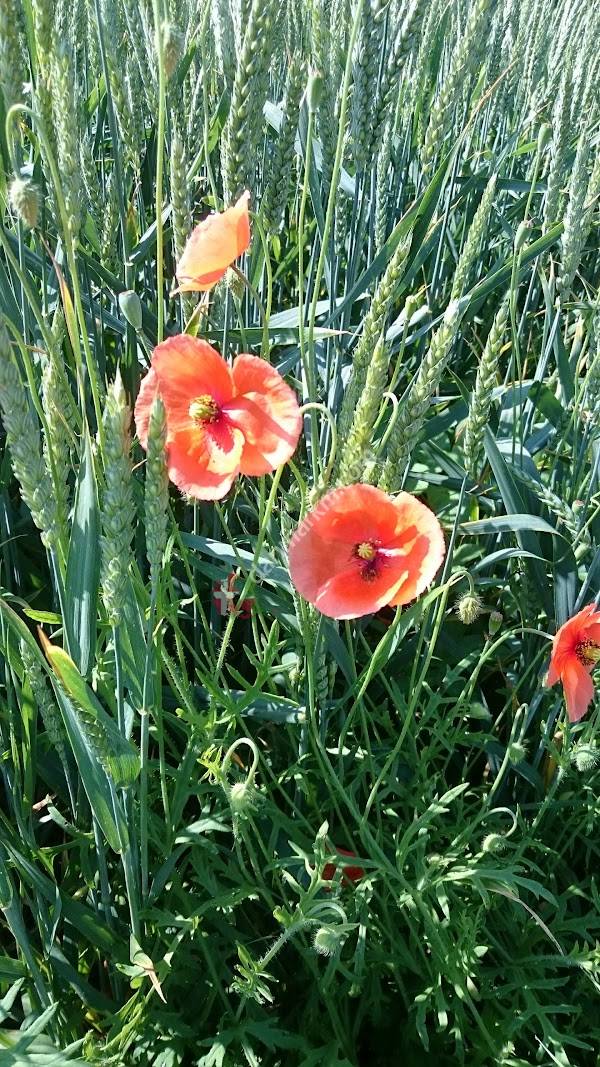 Belle/Vejlevej (Hedensted Kom)