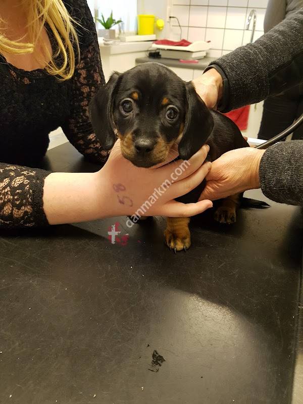 Biersted Dyrehospital ApS