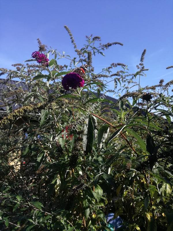 Daginstitutionen Sommerfuglen