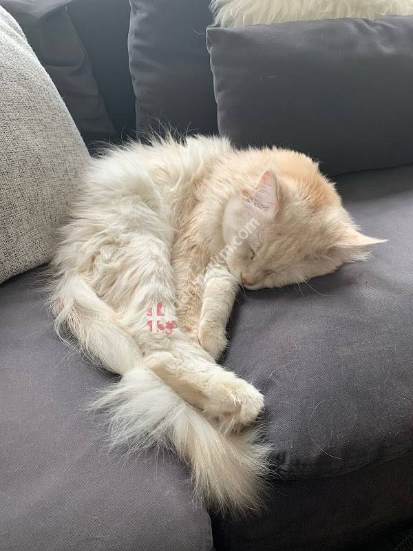 DyrlægeRingen - Glamsbjerg Dyrehospital