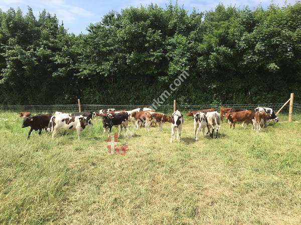 Fogedgaard Landbrug og gårdbutik