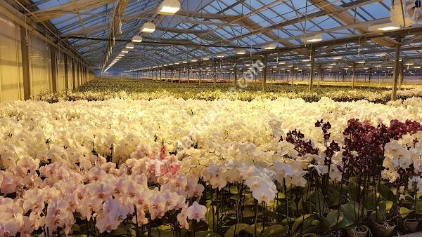 Gartneriet Rønbæk A/S