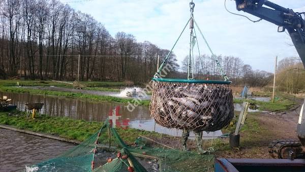 Hoven Mølle Dambrug ApS