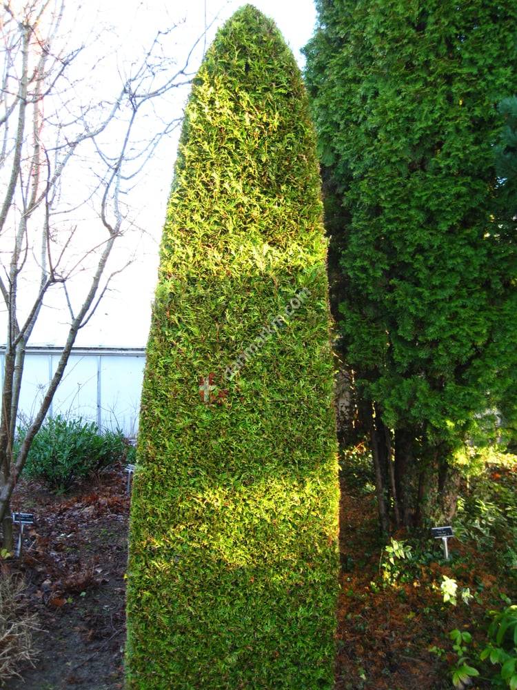 Langeskov Planteskole