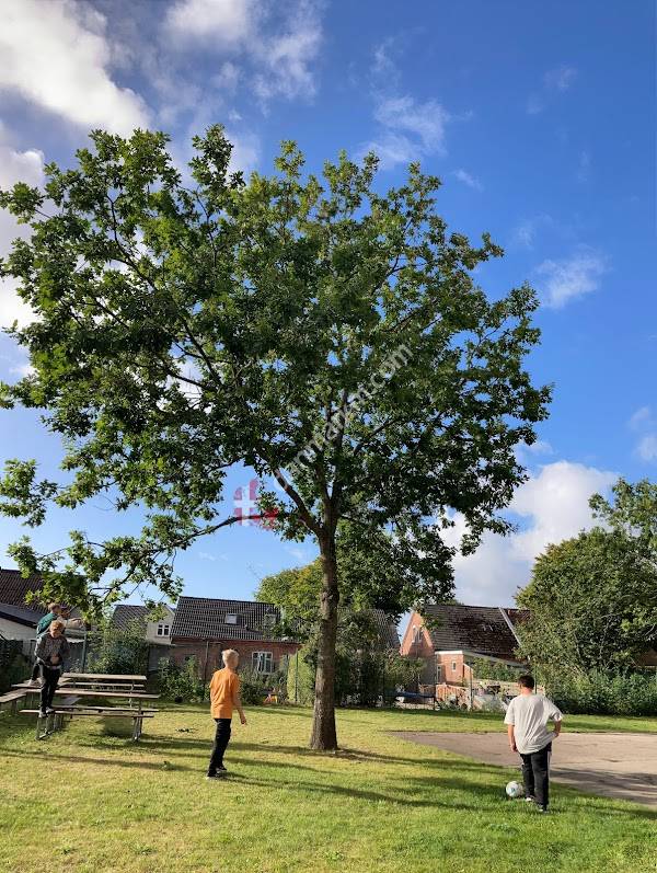 Ølgod Skole Fire9eren