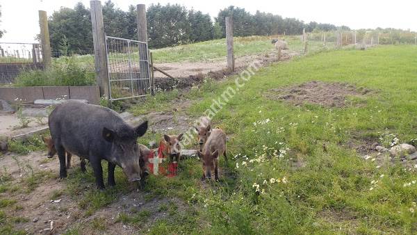 Murermester Henrik Svendsen