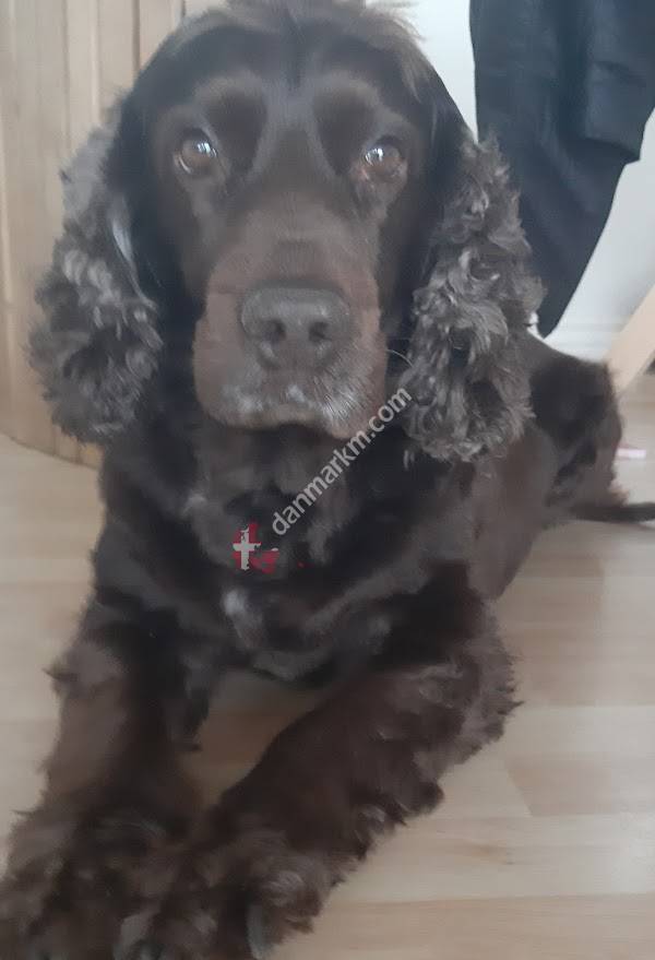 Nørre Jernløse Dyreklinik