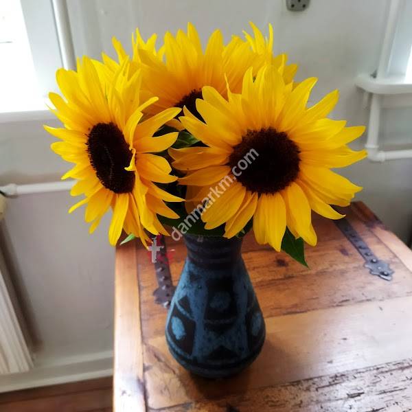 Pluk selv blomster ved Peter Ditlevsen