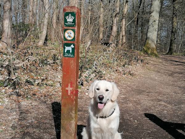 Restrup Skov Hundeskov