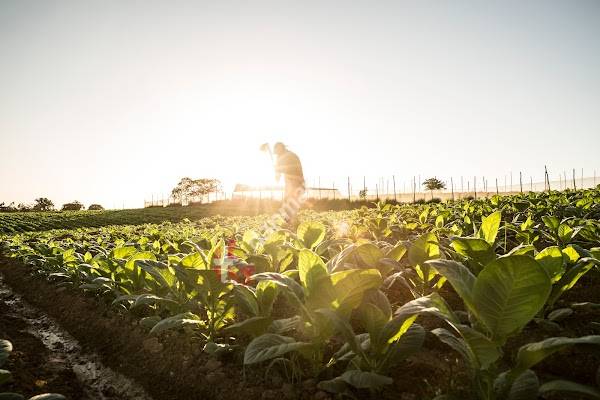 Scandinavian Tobacco Group