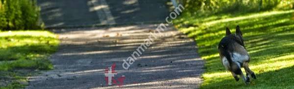 Skive Politihundeforening