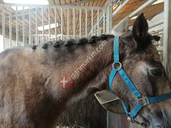 Stutsborg Rideskole I/S