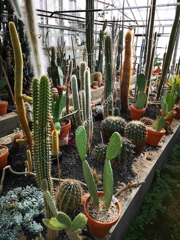 Vallensbæk Kaktusgartneri